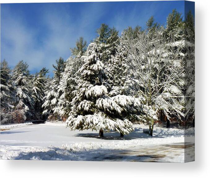 Snow Canvas Print featuring the photograph Snowy pines by Janice Drew