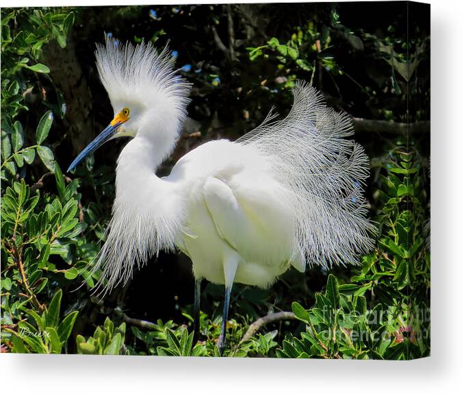 Snowy White Canvas Print featuring the photograph Snowy White Egret Breeding Plumage by Jennie Breeze