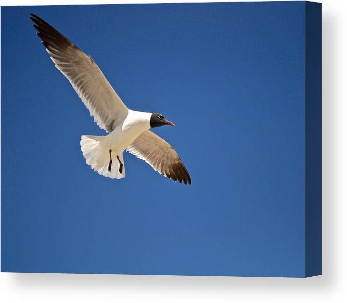 Seagull Print Canvas Print featuring the photograph Soaring Above the Sea by Kristina Deane