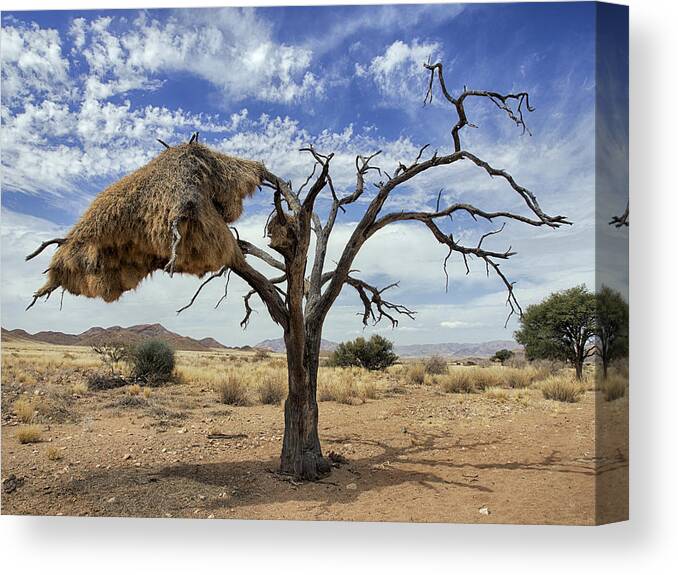 Nis Canvas Print featuring the photograph Sociable Weaver Nest Namib Desert by Alexander Koenders