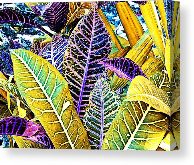 Crotons Canvas Print featuring the photograph Solarized Crotons by Bill Barber