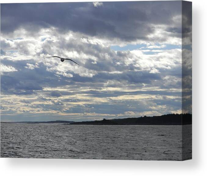 Seascape Canvas Print featuring the photograph Solo Flight by Jean Goodwin Brooks