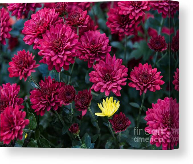 Flowers Canvas Print featuring the photograph Something is not like the others by Louise St Romain