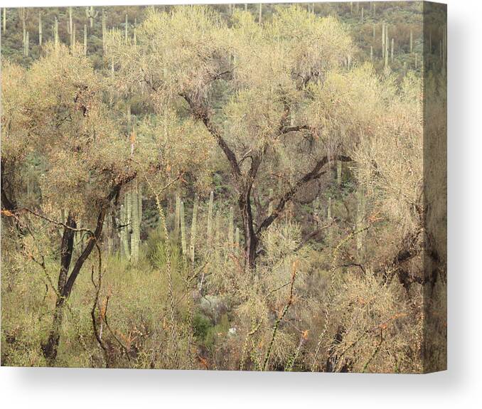 Ocotilla Canvas Print featuring the photograph Soothing Desert by Laurel Powell