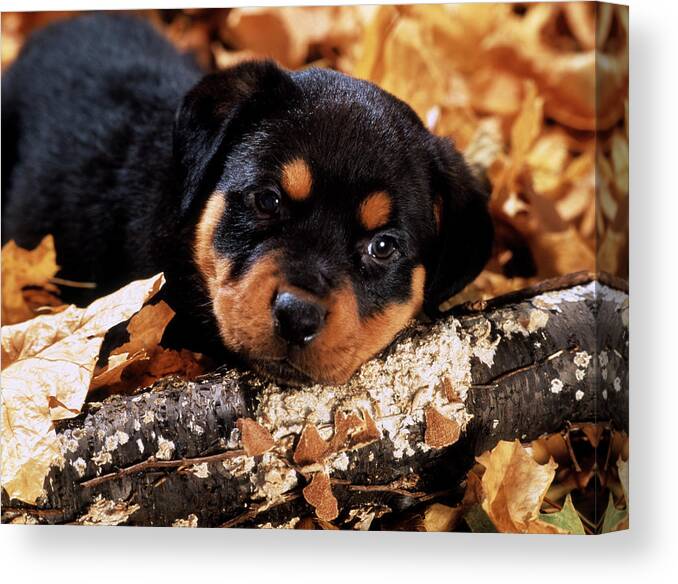 Photography Canvas Print featuring the photograph Sorrowful Rottweiler Puppy Lying by Vintage Images