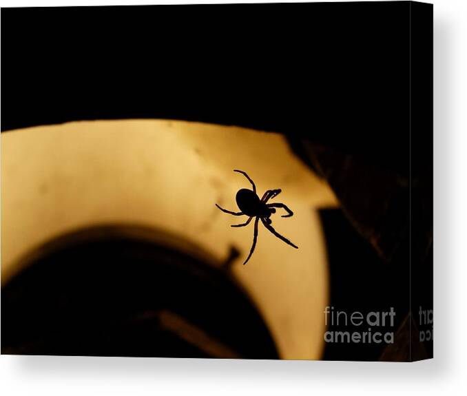Spider Canvas Print featuring the photograph Spider's Silhouette by Jane Ford