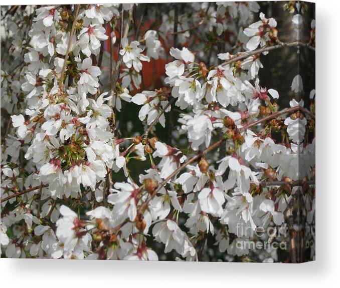 Spring Canvas Print featuring the photograph Sprig by Shree Batta