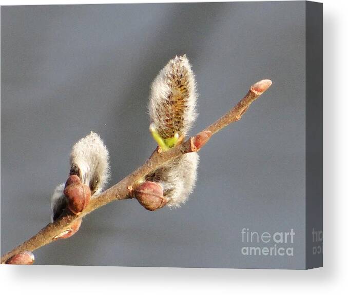 Spring Canvas Print featuring the photograph Spring delight by Karin Ravasio