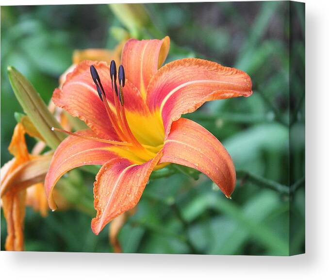 Flower Canvas Print featuring the photograph Spring Flower by Keith Baugh
