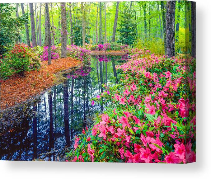 Scenics Canvas Print featuring the photograph Spring in Southern Woodland Garden by Ron_Thomas