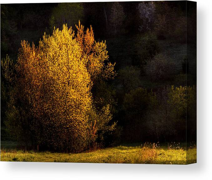 Trees Canvas Print featuring the photograph Spring Light by Thomas Young