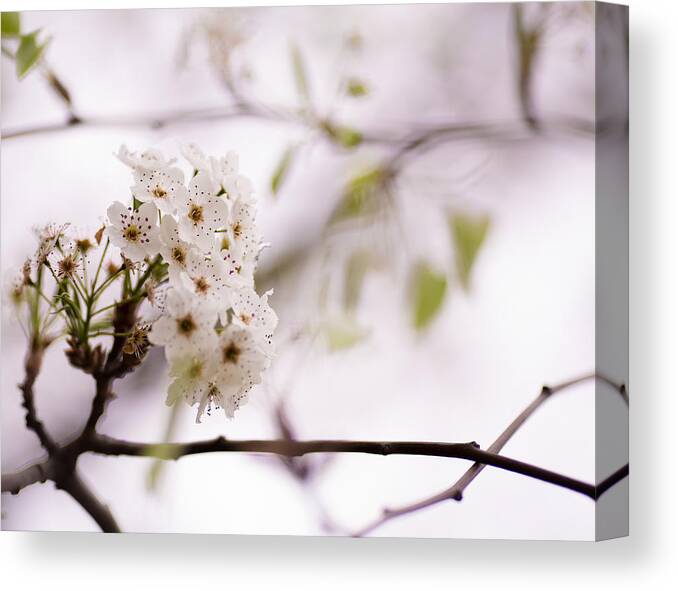 Flower Canvas Print featuring the photograph Springs Blossom by Mike Lee