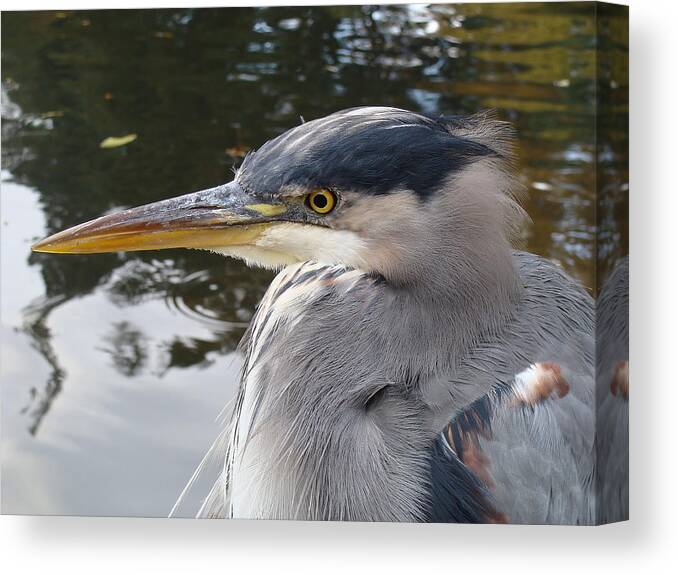 Heron Canvas Print featuring the photograph Sr Heron by Cheryl Hoyle