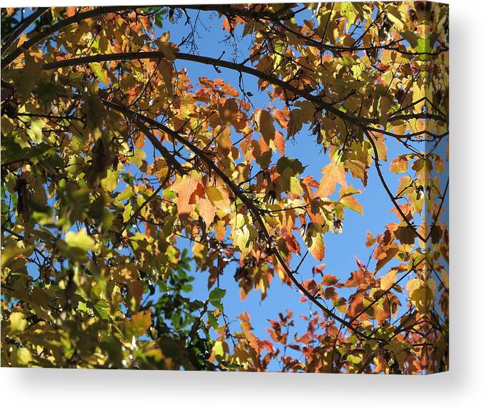 Autumn Canvas Print featuring the photograph Stained Glass by Jessica Myscofski