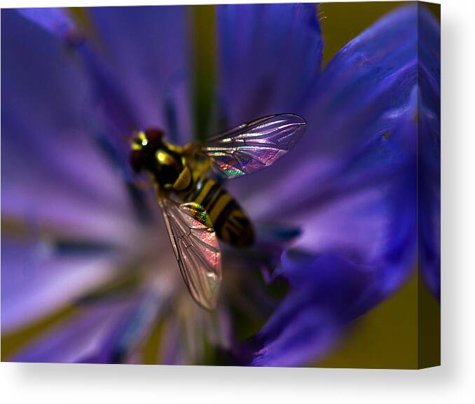 Bee Canvas Print featuring the photograph Stained glass wings by Haren Images- Kriss Haren