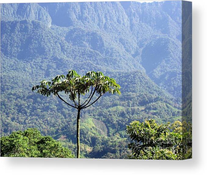 Tree Canvas Print Canvas Print featuring the photograph Stand Out by Jayne Kerr 
