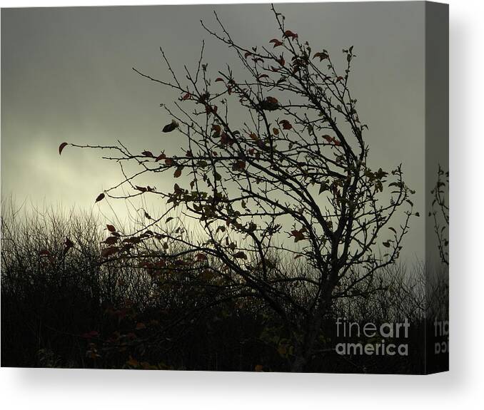 Tree Canvas Print featuring the photograph Stand Strong by Gallery Of Hope 
