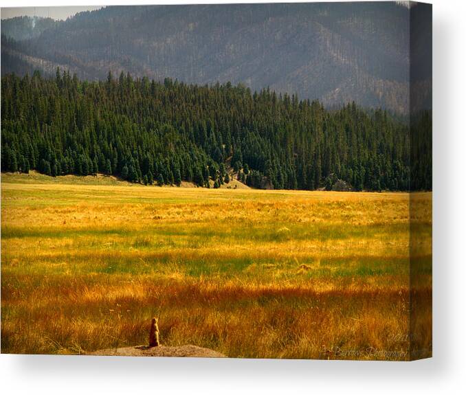 Jemez Mountains Canvas Print featuring the photograph Standing Guard by Aaron Burrows