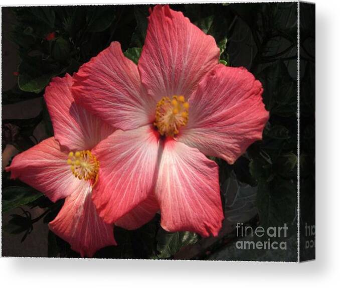 Star Flower Canvas Print featuring the photograph Star flower by Barbara A Griffin