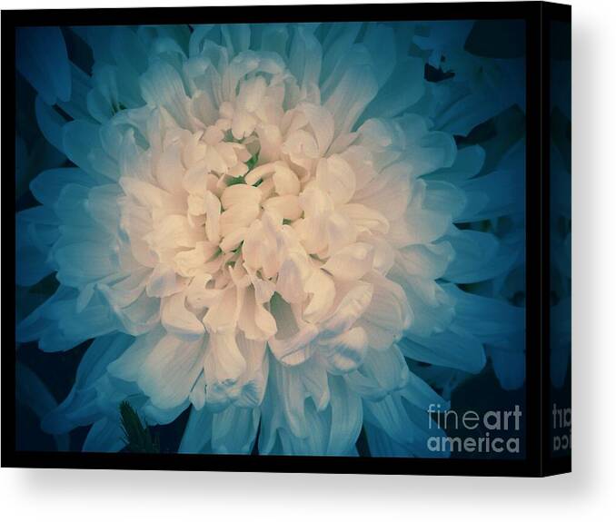 Chrysanthemums Canvas Print featuring the photograph Starry Flower by Joan-Violet Stretch