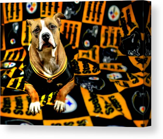 Pittsburgh Canvas Print featuring the photograph Pitbull Rescue Dog Football Fanatic by Shelley Neff