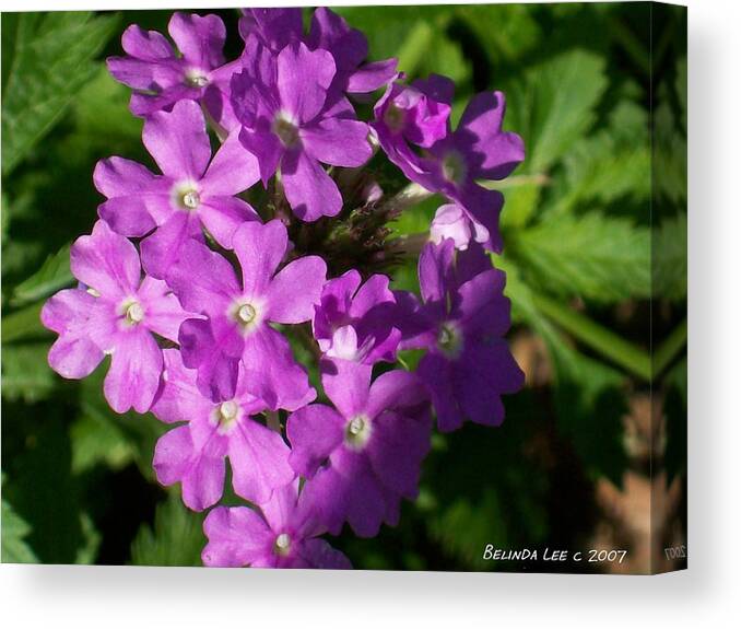 Shadowed Purple Summer Phlox. Canvas Print featuring the photograph Summer Phlox by Belinda Lee