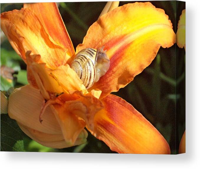 Snail Canvas Print featuring the photograph Sun Bathing by Krystyna Spink