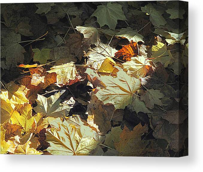 Autumn Leaves Canvas Print featuring the photograph Sun Splash by Suzy Piatt