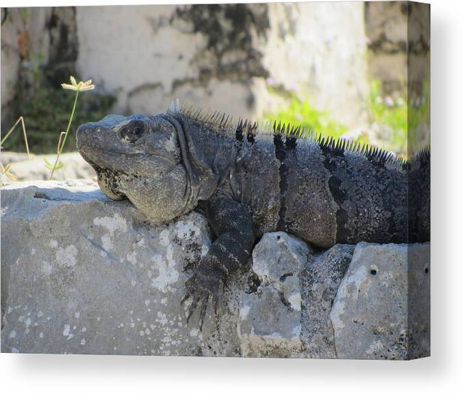 Lizard Canvas Print featuring the photograph Sunbathing by Dody Rogers