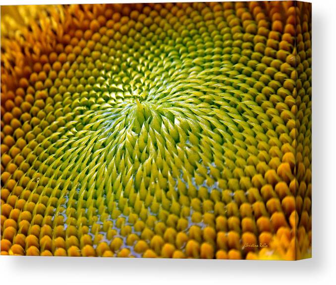 Sunflower Canvas Print featuring the photograph Sunflower by Christina Rollo