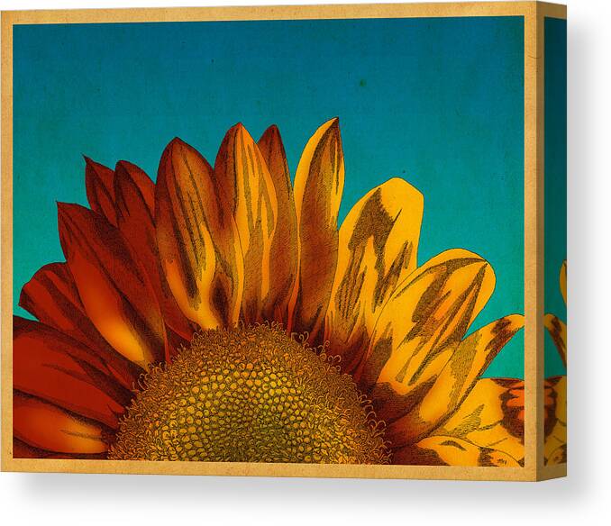 Sunflower Flower Canvas Print featuring the drawing Sunflower by Meg Shearer