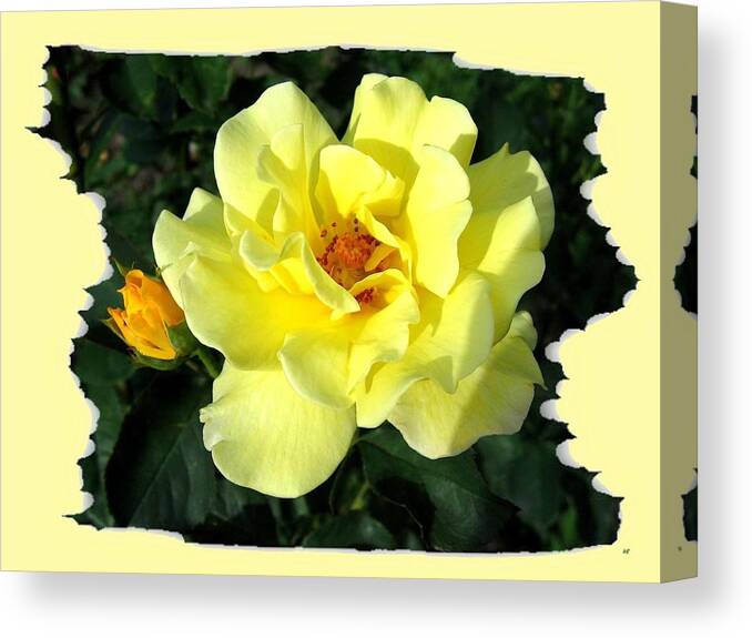 Sunlit Yellow Rose Canvas Print featuring the photograph Sunlit Yellow Rose by Will Borden