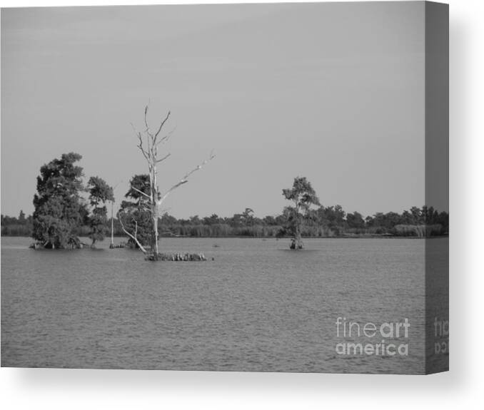 Water Lilly Canvas Print featuring the photograph Swamp Cypress Trees Black and White by Joseph Baril