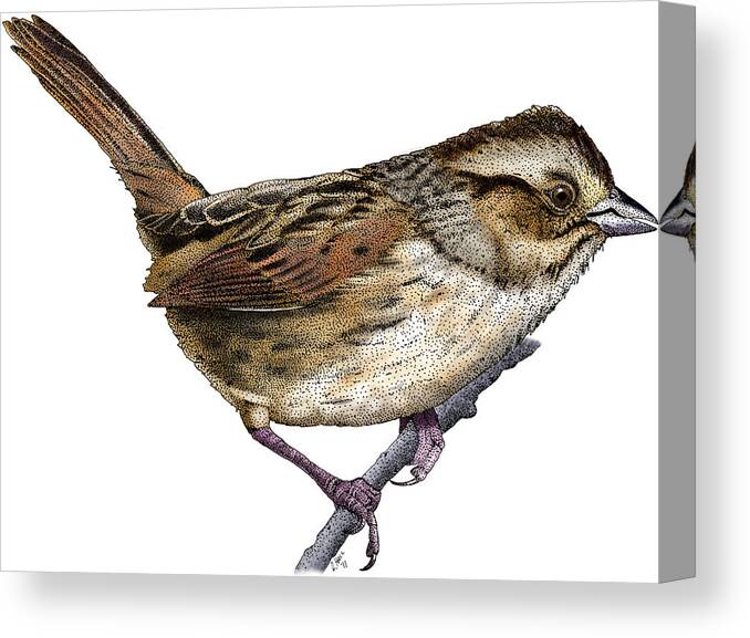 Illustration Canvas Print featuring the photograph Swamp Sparrow by Roger Hall