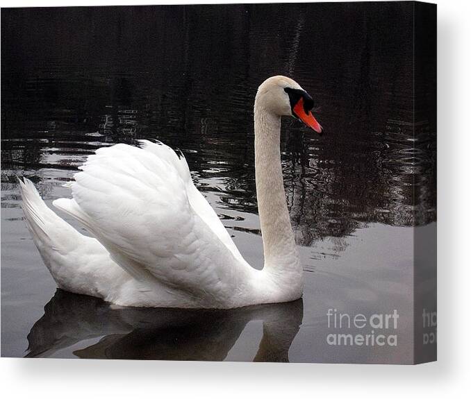 Swans Canvas Print featuring the photograph Swan at High Park by Nina Silver