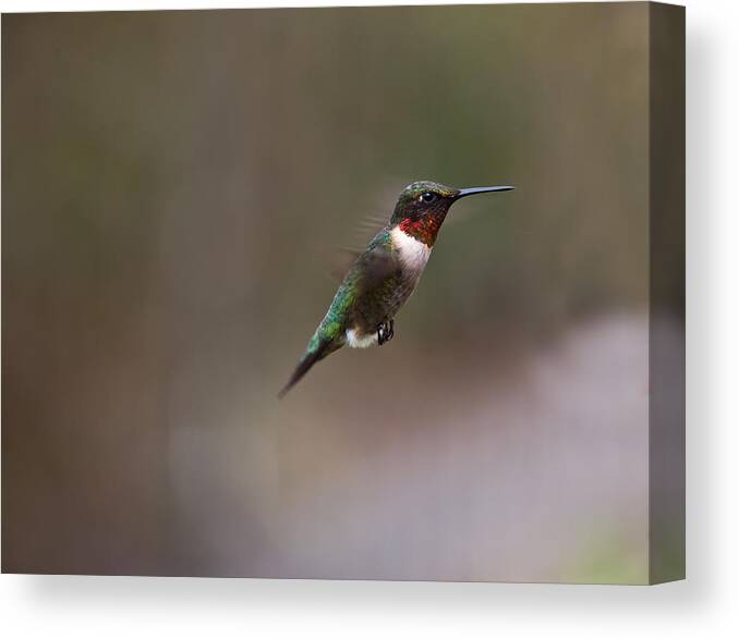 Hummingbird Canvas Print featuring the photograph Sweet Stuff Ahead by Mark Alder