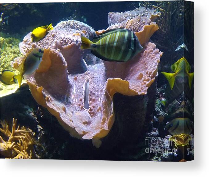 Clam Canvas Print featuring the photograph Swimming in Danger by Brigitte Emme