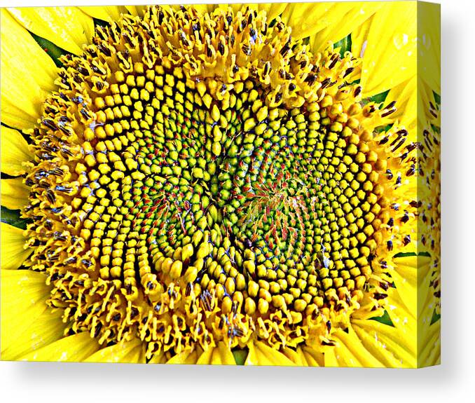 Sunflower Canvas Print featuring the photograph Swirling Sunflower Bloom by Kim Galluzzo