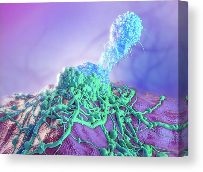 Artwork Canvas Print featuring the photograph T-cell Attacking Cancer Cell by Maurizio De Angelis/science Photo Library
