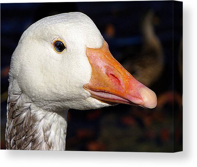 Goose Canvas Print featuring the photograph Take a Gander at Her by Lori Lafargue