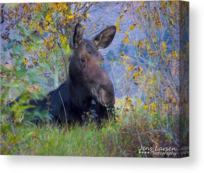 Nature Canvas Print featuring the photograph Taking a break by Jens Larsen