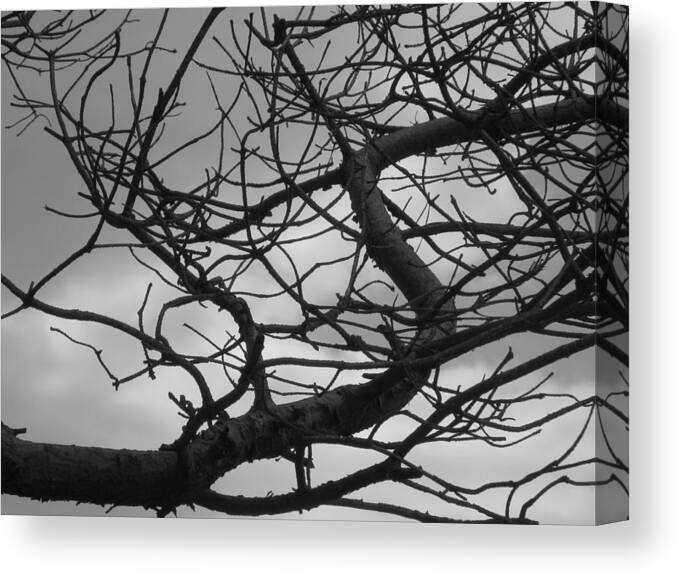  Black And White Canvas Print featuring the photograph Tangled by the Wind by Bill Tomsa