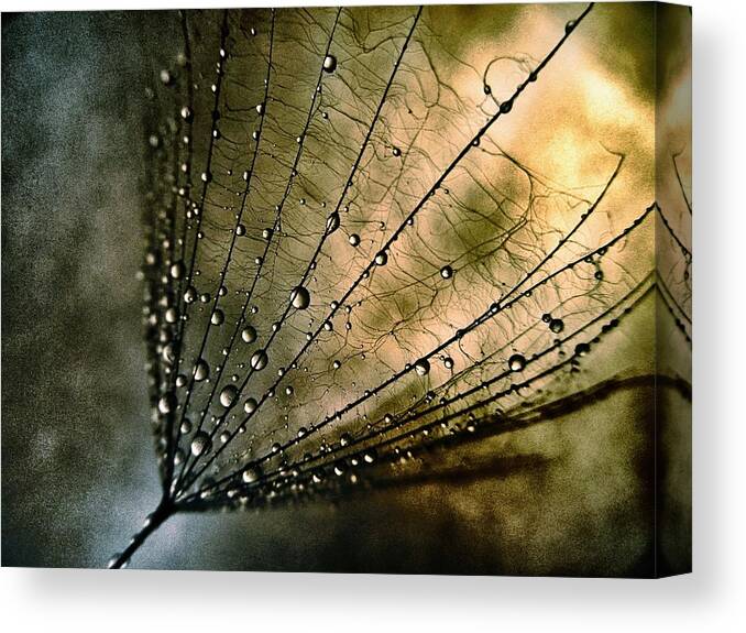 Tearcatcher Canvas Print featuring the photograph Tearcatcher by Marianna Mills