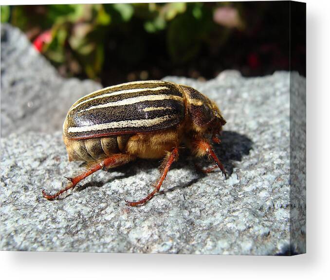 Ten Lined Canvas Print featuring the photograph Ten-lined June Beetle profile by Cheryl Hoyle
