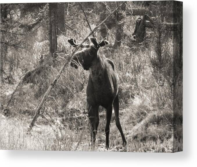 Moose Canvas Print featuring the photograph The Big Dripper by Gigi Dequanne