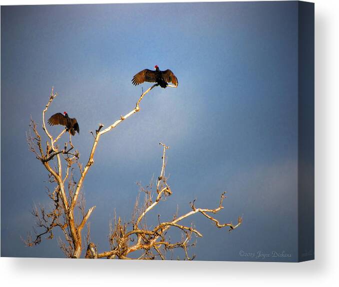 Buzzard Canvas Print featuring the photograph The Buzzard Roost by Joyce Dickens