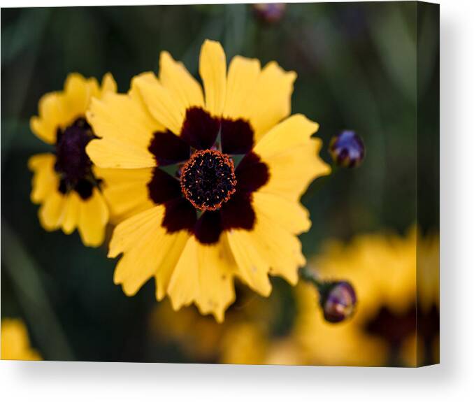 Flower Canvas Print featuring the photograph The Eye of the Flower by Tara Lynn