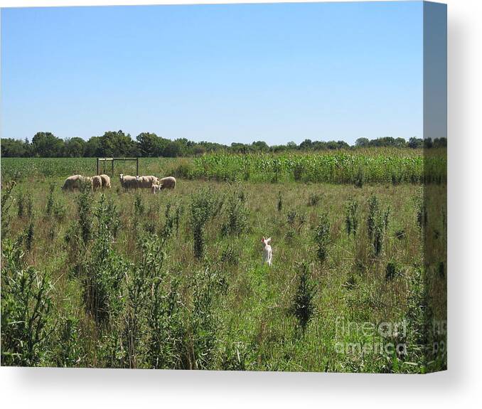 Lamb Canvas Print featuring the photograph The Family In Sight by Tina M Wenger
