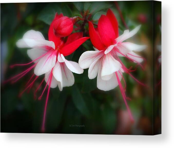 Fuchsia Canvas Print featuring the photograph The Fuchsia by Jeanette C Landstrom