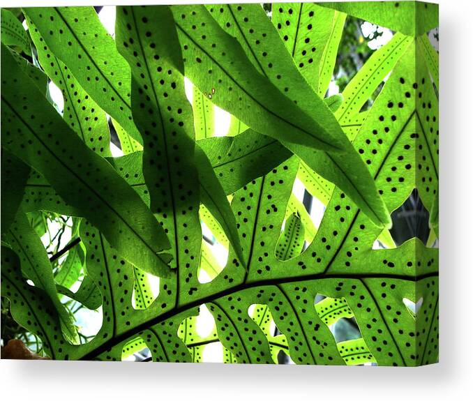 Outdoors Canvas Print featuring the photograph The Leaf Of A Fresh Green Fern by Photographer, Loves Art, Lives In Kyoto